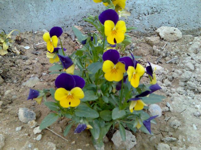 Name:  Grnt263.jpg
Views: 1912
Size:  70.1 KB
