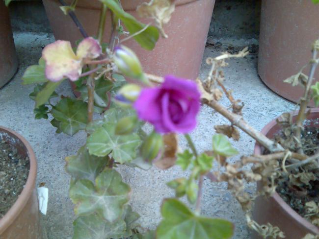 Name:  Grnt270.jpg
Views: 1814
Size:  45.8 KB