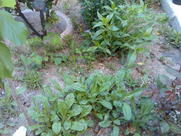 Name:  Grnt274.jpg
Views: 1845
Size:  70.6 KB