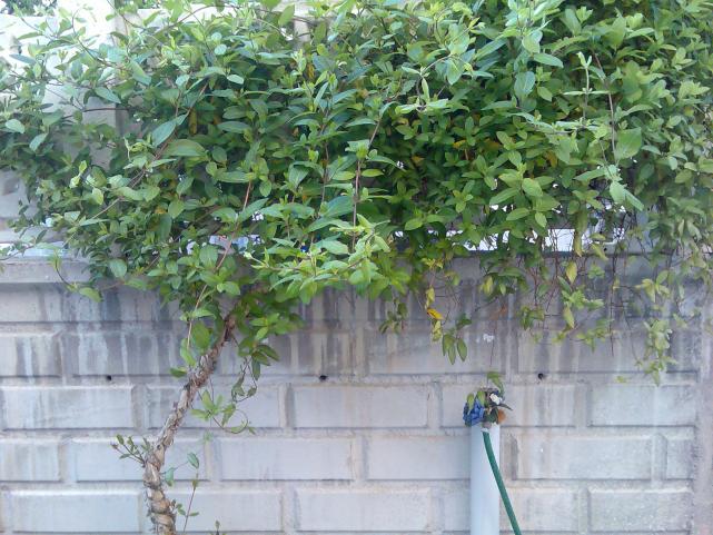 Name:  Grnt275.jpg
Views: 1829
Size:  70.8 KB