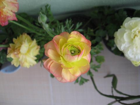 Name:  ebruli  tomurcuk.JPG
Views: 1828
Size:  26.1 KB