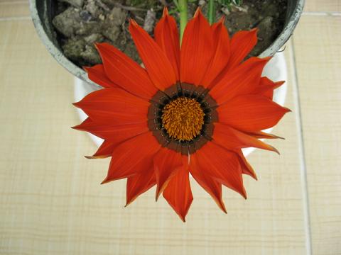 Name:  turuncu gazanya.JPG
Views: 1761
Size:  29.5 KB