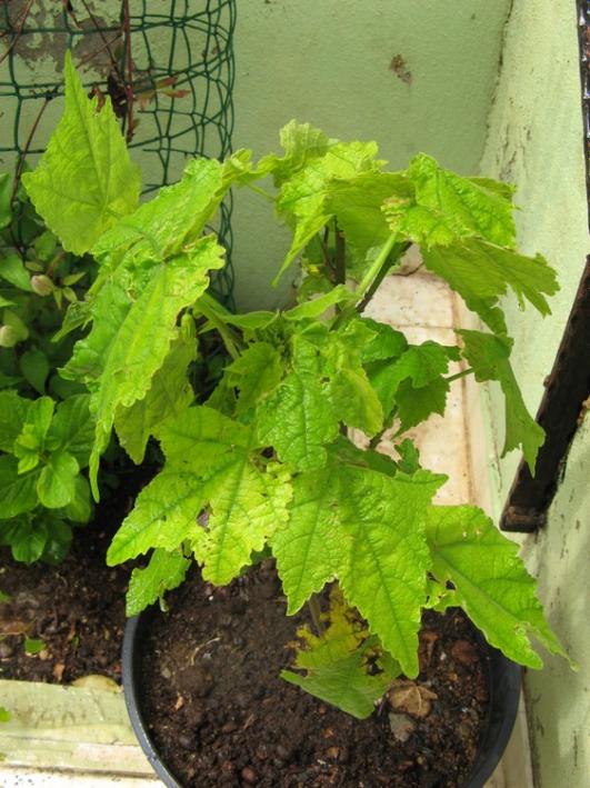 Name:  abutilon.jpg
Views: 1378
Size:  69.1 KB