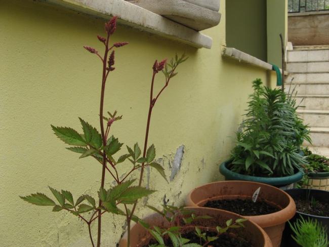 Name:  astilbe.jpg
Views: 1298
Size:  44.7 KB