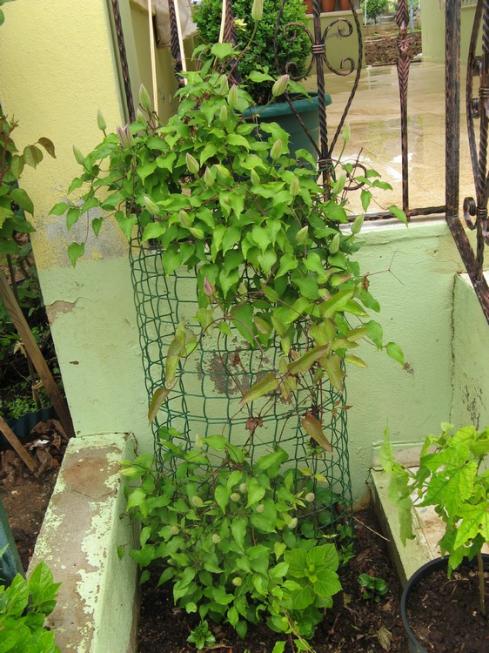 Name:  clmts..jpg
Views: 1266
Size:  71.0 KB