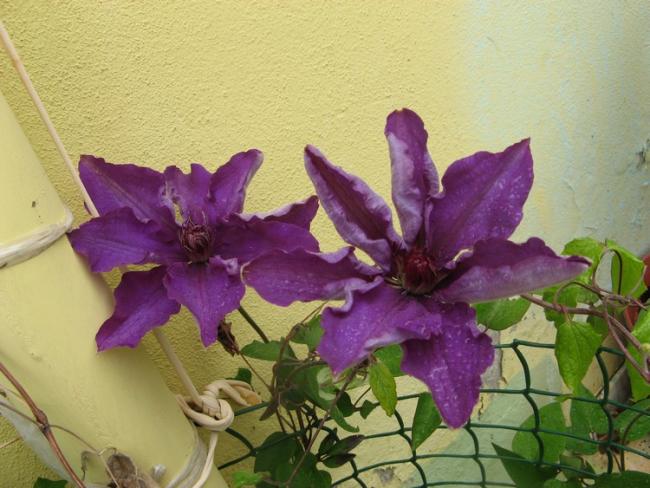 Name:  clmt..jpg
Views: 1227
Size:  50.9 KB