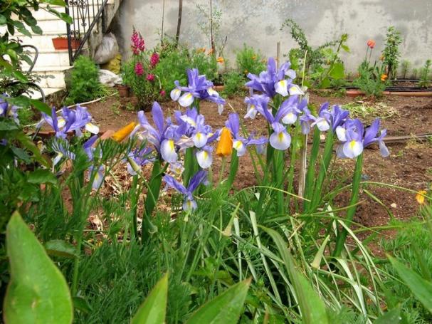 Name:  irisler.jpg
Views: 1317
Size:  71.3 KB