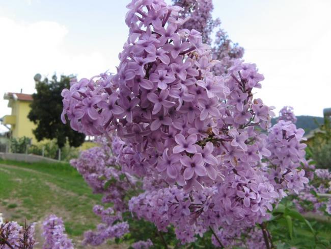 Name:  leylak aac.jpg
Views: 6377
Size:  50.5 KB
