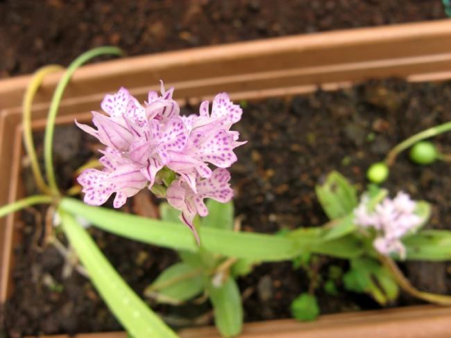 Name:  unuttum.jpg
Views: 1415
Size:  38.1 KB