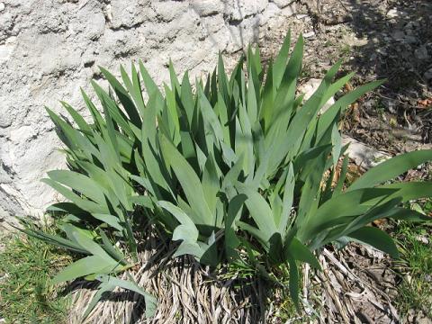 Name:  iris.JPG
Views: 1749
Size:  65.9 KB