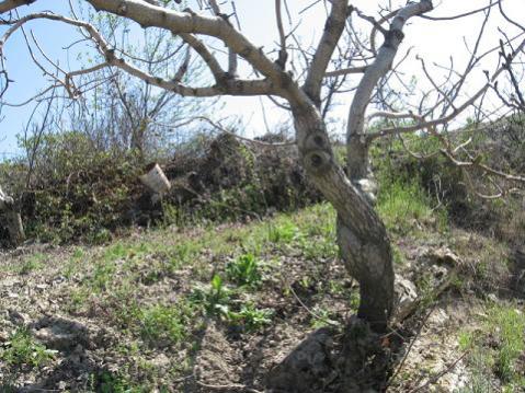 Name:  antep f.jpg
Views: 2266
Size:  50.6 KB