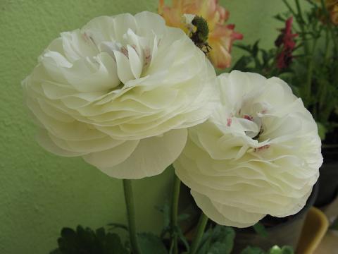 Name:  b akayk.JPG
Views: 2666
Size:  25.8 KB