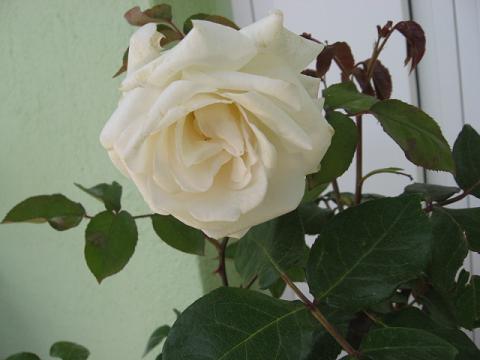Name:  beyaz gl.JPG
Views: 2314
Size:  27.8 KB
