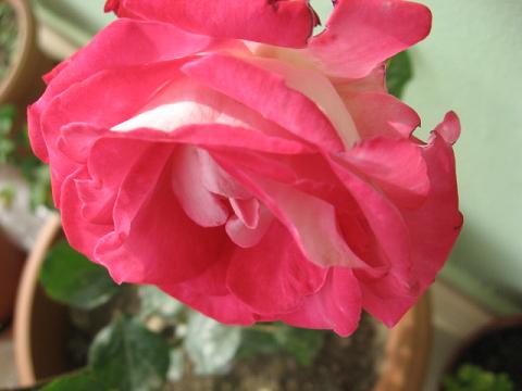 Name:  pembe gl.JPG
Views: 2132
Size:  28.2 KB