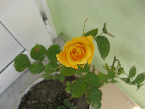 Name:  sar gl.JPG
Views: 1826
Size:  23.4 KB