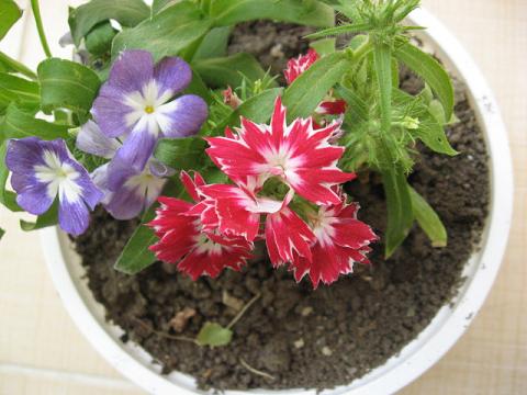 Name:  eflatun- krmz alev.JPG
Views: 1797
Size:  42.4 KB