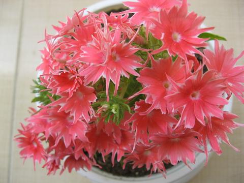 Name:  pembe alev.JPG
Views: 1817
Size:  38.8 KB