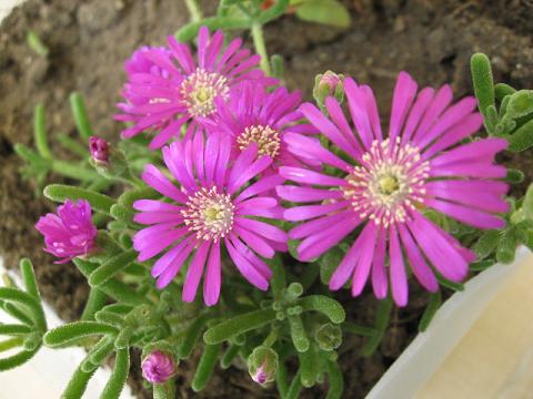Name:  acem hals.JPG
Views: 3344
Size:  43.8 KB