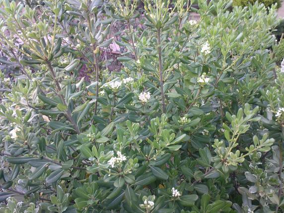 Name:  PTOSPORUM 2.jpg
Views: 2710
Size:  71.8 KB