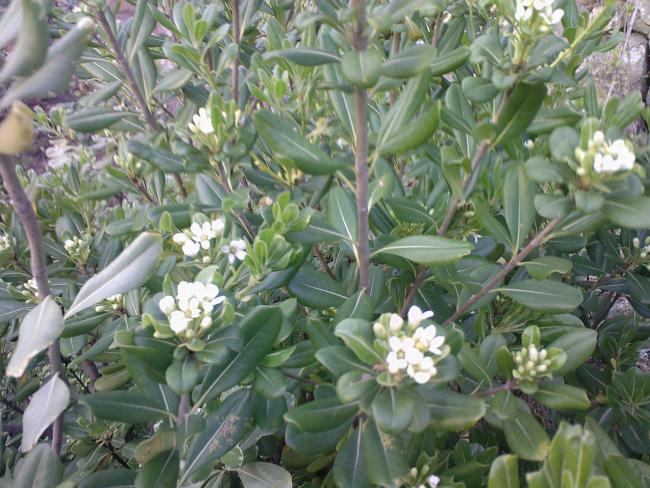 Name:  PTOSPORUM 7.jpg
Views: 2522
Size:  65.4 KB