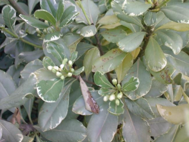 Name:  PTOSPORUM 10.jpg
Views: 2148
Size:  42.9 KB