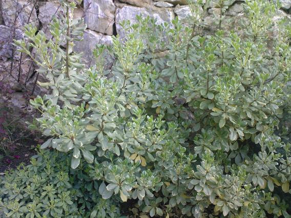 Name:  PTOSPORUM 13.jpg
Views: 2134
Size:  71.9 KB