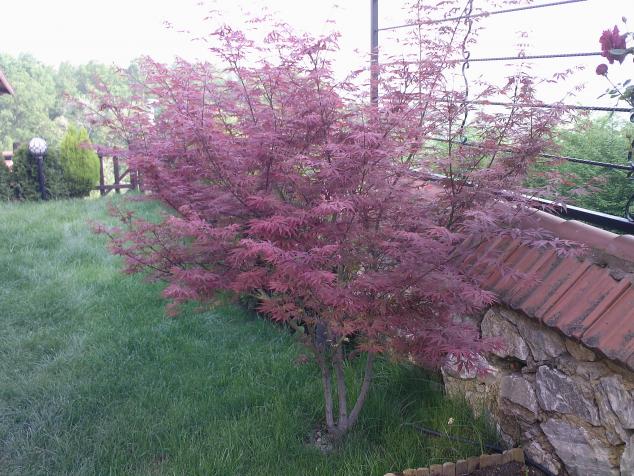 Name:  KIRMIZI ACER 1.jpg
Views: 1794
Size:  70.1 KB