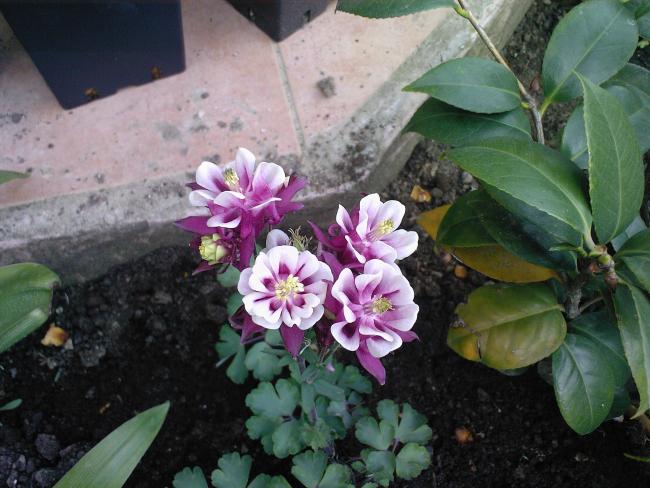 Name:  HASEK KPES 1.jpg
Views: 2294
Size:  51.7 KB