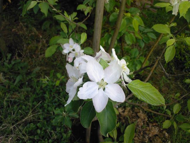 Name:  ELMA 1.jpg
Views: 1773
Size:  51.6 KB