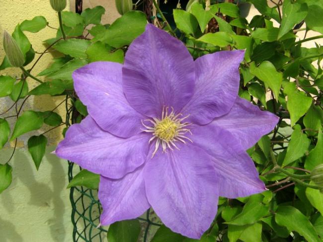 Name:  cllm..jpg
Views: 920
Size:  54.3 KB