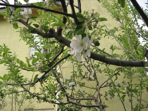 Name:  elma iei1.JPG
Views: 1631
Size:  61.0 KB