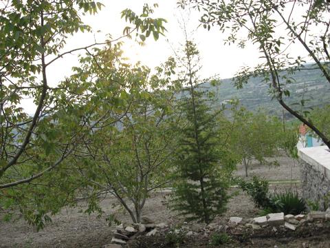 Name:  bodrum papatyalarnn yeri.JPG
Views: 1597
Size:  58.6 KB