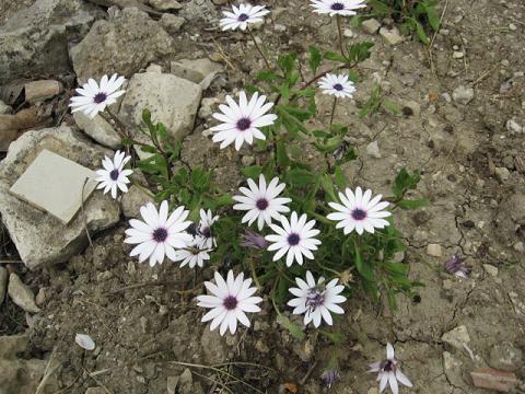 Name:  bodrum papatyalar.JPG
Views: 1748
Size:  58.1 KB