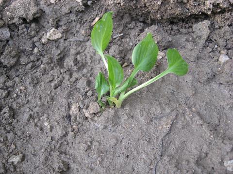 Name:  hosta.JPG
Views: 1572
Size:  55.1 KB