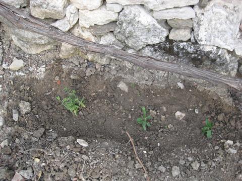 Name:  ta duvarn  iekler.JPG
Views: 1569
Size:  56.8 KB