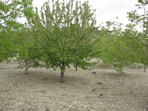 Name:  kirazlar yaprakland.JPG
Views: 1706
Size:  56.7 KB