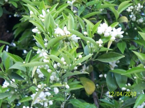 Name:  omr.mandalina01.jpg
Views: 1135
Size:  63.9 KB