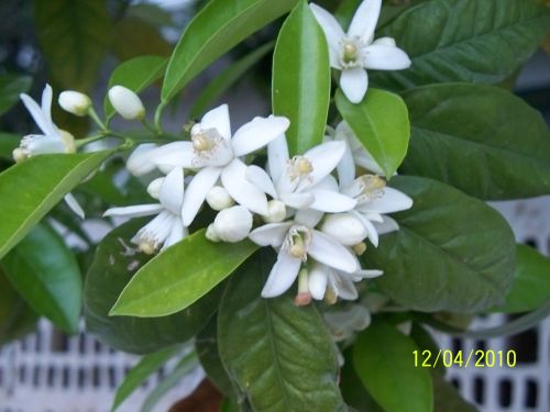 Name:  omr.mandalina02.jpg
Views: 2489
Size:  47.7 KB