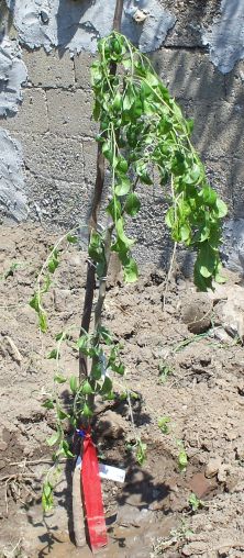Name:  omr.deveci.jpg
Views: 1016
Size:  43.5 KB