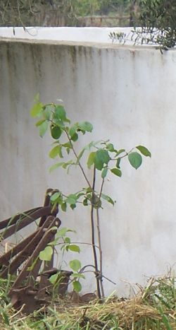 Name:  omr.trb.hurma.jpg
Views: 1012
Size:  23.3 KB