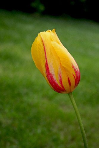 Name:  LALE.jpg
Views: 943
Size:  42.3 KB