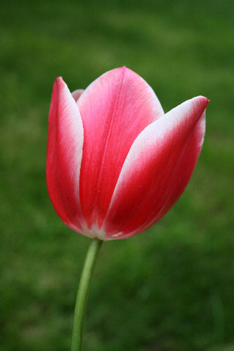 Name:  LALE2.jpg
Views: 972
Size:  40.3 KB