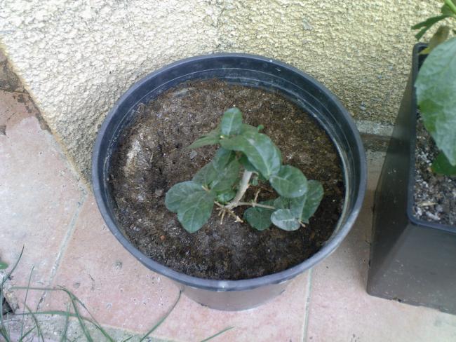 Name:  GRAND DUKE 1.jpg
Views: 1199
Size:  60.8 KB