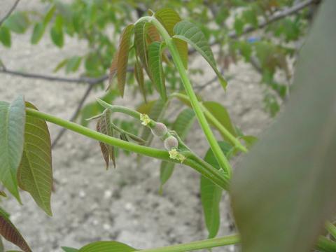 Name:  yavru ceviz1.JPG
Views: 1815
Size:  29.5 KB