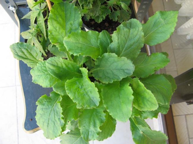 Name:  campanula katmerli.jpg
Views: 785
Size:  46.7 KB