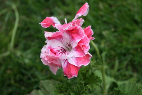Name:  IMG_6641.JPG
Views: 1073
Size:  45.9 KB