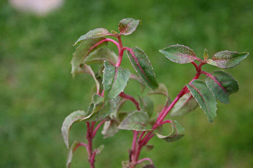 Name:  IMG_6645.JPG
Views: 1414
Size:  43.3 KB