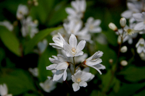 Name:  IMG_6651.JPG
Views: 1840
Size:  49.8 KB