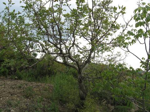 Name:  antep fst.JPG
Views: 2217
Size:  65.2 KB