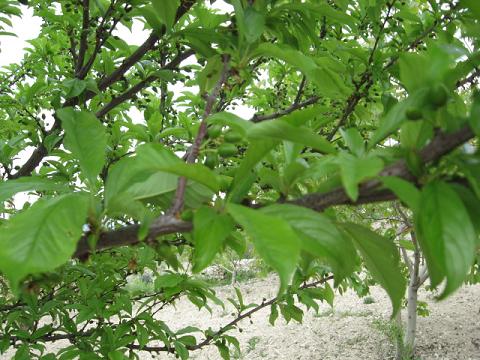 Name:  italyan erii1.JPG
Views: 2270
Size:  57.5 KB